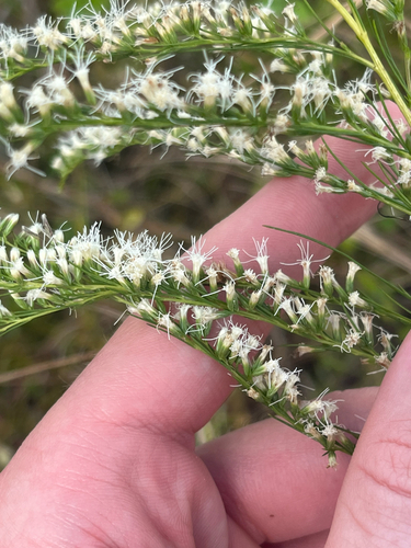 Eupatorium leptophyllum, photograph 5