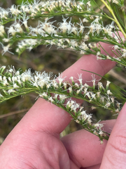 Eupatorium leptophyllum, photograph author not stated, no rights reserved