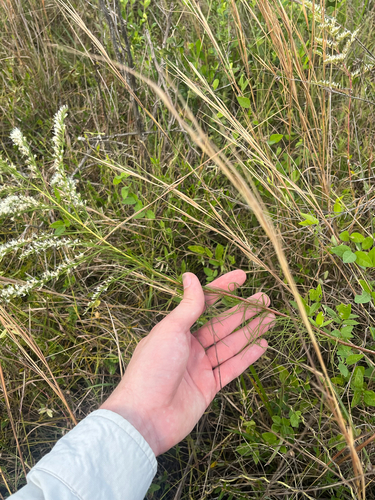 Eupatorium leptophyllum, photograph 3