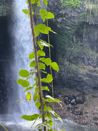 Mucuna gigantea, 2025-11-06