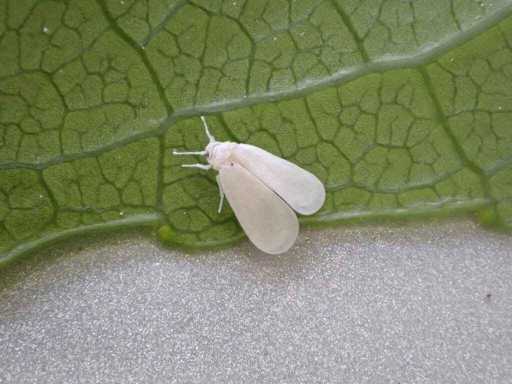 Mahoe whitefly