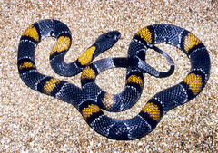 Lampropeltis alterna