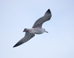 Larus argentatus