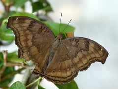 Junonia iphita iphita