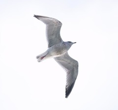 Larus argentatus