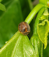 Adira obscurocincta