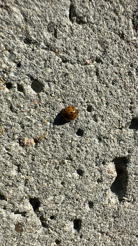 Asian Lady Beetle