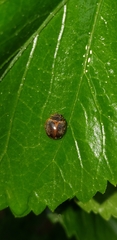 Adira obscurocincta