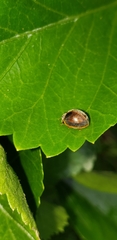 Adira obscurocincta