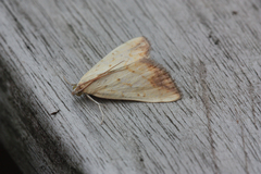 Evergestis extimalis