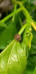 Adira obscurocincta