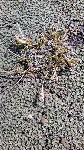 Poa maniototo, 2025-11-05