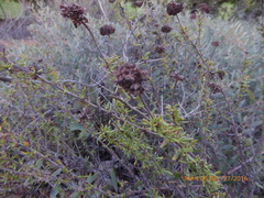 Eriogonum fasciculatum fasciculatum