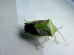 Pygoda ramosa