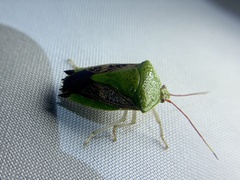 Pygoda ramosa