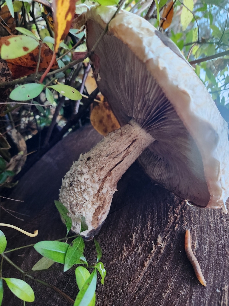 Hemipholiota populnea · November 2025 · photo: © lytiic (iNaturalist, cc-by-nc)