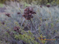 Eriogonum fasciculatum fasciculatum