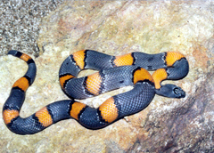 Lampropeltis alterna
