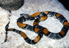 Lampropeltis alterna