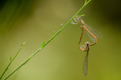 Platycnemis acutipennis