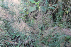 Melinis minutiflora