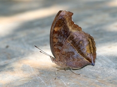 Junonia iphita iphita