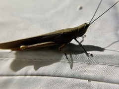 Copiocera