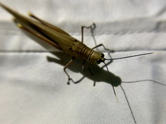 Copiocera