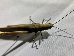 Copiocera