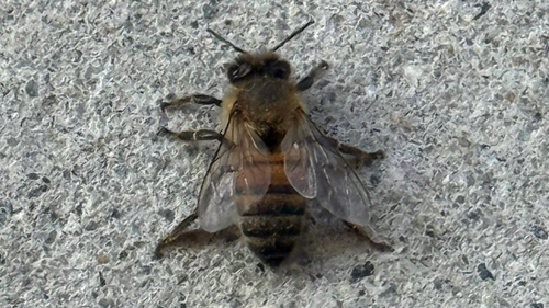 Bee