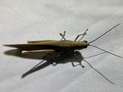Copiocera