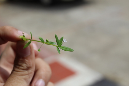 Image of Oldenlandia lancifolia by (c) Andrés Ramírez-Barrera, some rights reserved (CC BY)