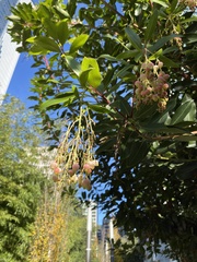 Arbutus × andrachnoides