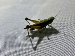 Orphulella concinnula