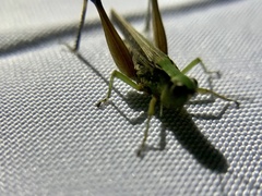 Orphulella concinnula