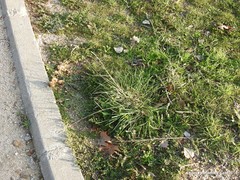 Dactylis glomerata hispanica