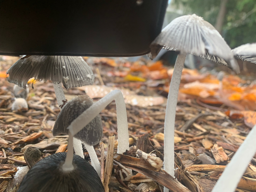 Coprinopsis lagopus · November 2025 · photo: © liamsteele (iNaturalist, cc-by)