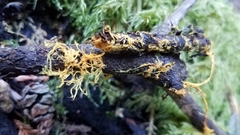 Piloderma