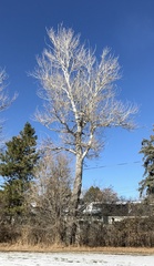 Populus deltoides deltoides