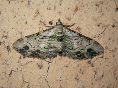 Chloroclystis sphragitis