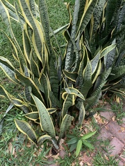 Sansevieria trifasciata
