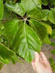 Tetrastigma voinierianum