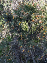 Jacksonia furcellata