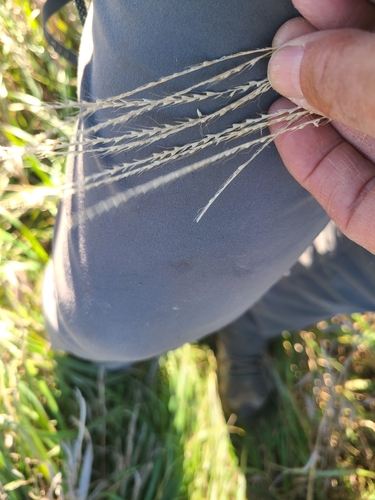 tumble windmillgrass