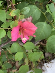 Bougainvillea