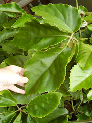 Tetrastigma voinierianum