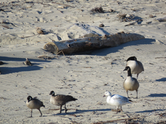 Branta hutchinsii leucopareia