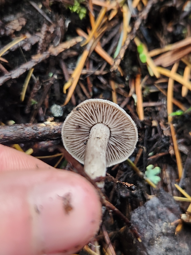 Tricholoma sp. 'moseri-CA01'