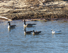 Branta hutchinsii leucopareia