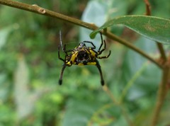 Gasteracantha remifera